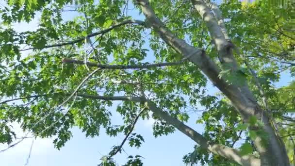 Solen genom grenarna av träden — Stockvideo