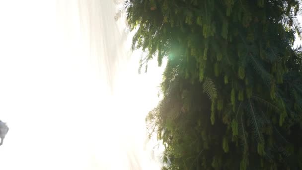 O sol através dos ramos das árvores — Vídeo de Stock