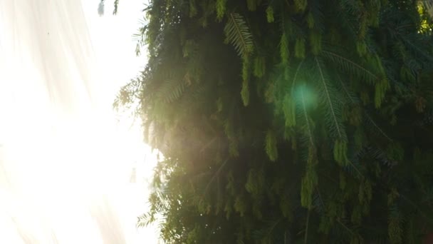 Slunce skrze větve stromů — Stock video