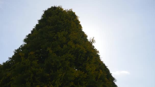 Solen genom grenarna av träden — Stockvideo