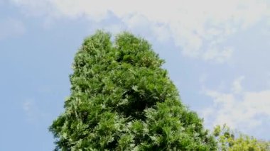 ağaçların dalları sayesinde güneş