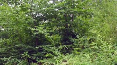 Ormanda yeşil ağaçlar