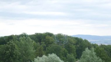 Ormanda yeşil ağaçlar