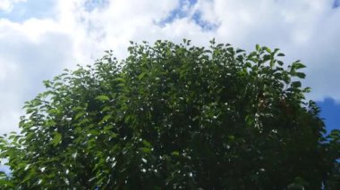 ağaçların dalları sayesinde güneş