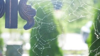 Sabah erkenden bazı Su damlacıkları ile örümcek ağı ya da örümcek web