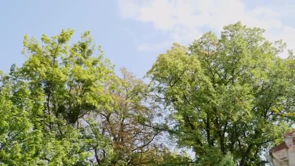 Le soleil à travers les branches des arbres — Video