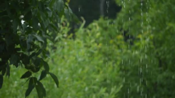 arbres verts dans la forêt