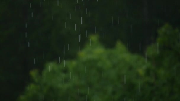 Groene bomen in het bos — Stockvideo