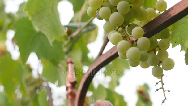 Trsy červených hroznů visí na vinici. Řádky z pinot noir hroznů připraveny k vyskladnění vinici za úsvitu — Stock video