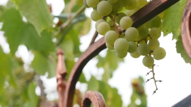 Manojos de uvas rojas colgando en el viñedo. Filas de uvas pinot noir listas para ser recogidas en el viñedo al amanecer — Vídeo de stock