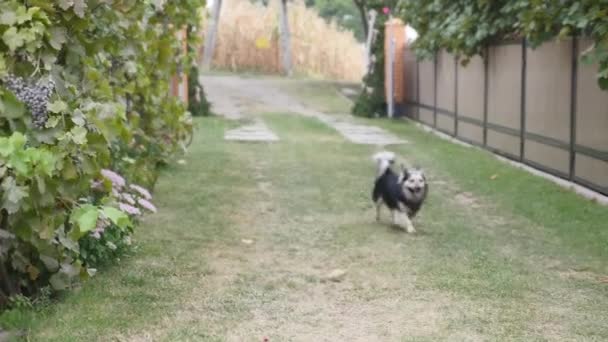 Filmato di un cane bianco e nero che corre sull'erba verso la macchina fotografica — Video Stock