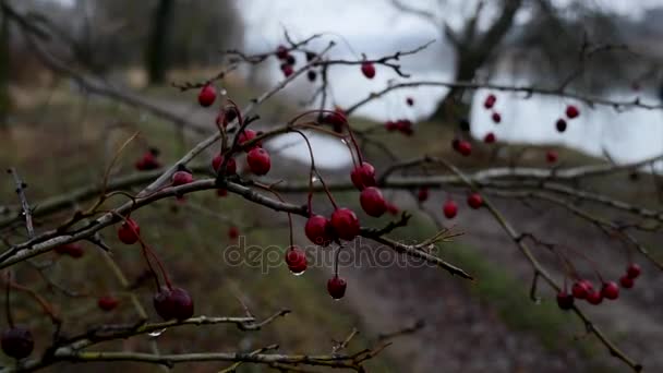 가 날에 호손 열매 자연 배경에서 부시에 호손의 붉은 열매의 근접 촬영 보기 — 비디오