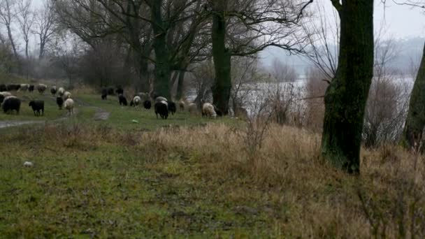 Stado owiec odpoczynku w dziedzinie rolników — Wideo stockowe