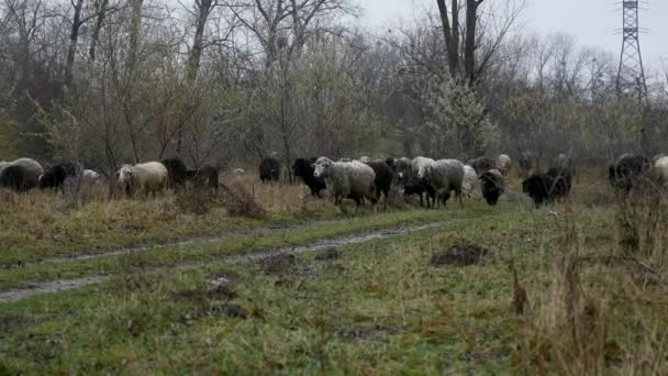 Rebaño de ovejas en el campo de los agricultores — Vídeo de stock