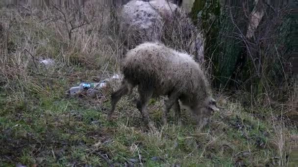 Troupeau de moutons repos dans les champs des agriculteurs 