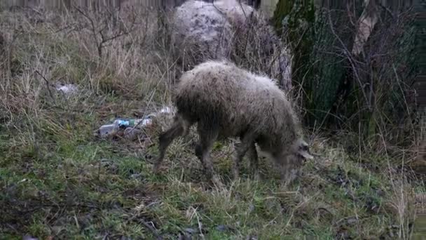 Rebaño de ovejas en el campo de los agricultores — Vídeo de stock