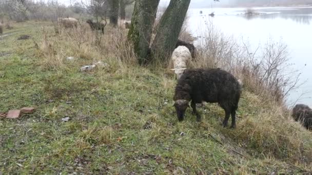 Schafherde rastet auf Feld der Bauern aus — Stockvideo