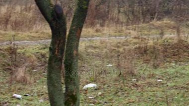 Bir plastik su şişesi üzerinde kırık ağaç dalları Nehri yakınında
