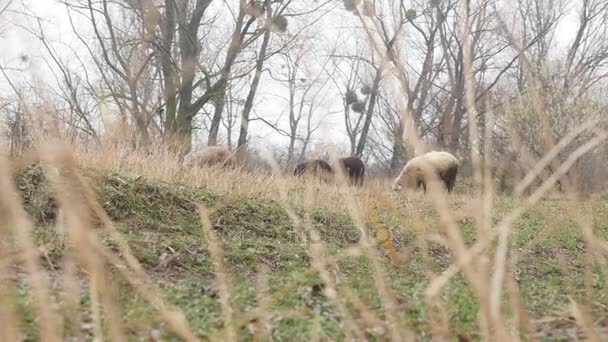 羊群在农民田间休息 — 图库视频影像