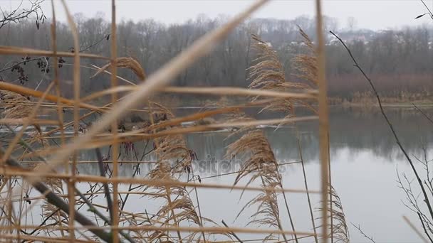 Przepływów wody deszczowej przez las w nudny dzień jesieni. Skalistych i dolnej, drzewa i trawa zielona są wokół. Deszcz spada na strumień płytkie. Suchej trawy rośnie nad brzegami Creek. Przygnębiający widok — Wideo stockowe