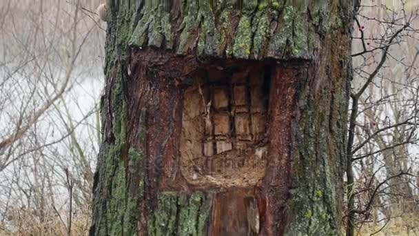 Hohl in einem Baum — Stockvideo