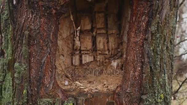 Hohl in einem Baum — Stockvideo