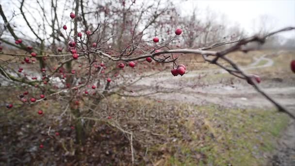 Μούρα Hawthorn σε ένα υποκατάστημα σε μια μέρα του φθινοπώρου. Γκρο πλαν θέα κόκκινα μούρα hawthorn Μπους σε φόντο φύση — Αρχείο Βίντεο