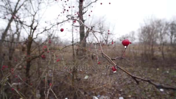 Hawthorn berries on a branch on a autumn day. Close-up view of red berries of hawthorn on bush on nature background — Stock Video