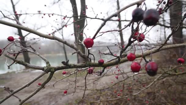 Hagtornsbär på en gren en höstdag. Närbild av röda bär av hagtorn på bush på natur botten — Stockvideo