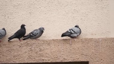 Sokakta yağmurda yiyecek arayan güvercinler