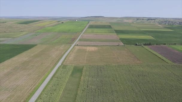 Drone volando sobre el campo de trigo verde en primavera — Vídeo de stock