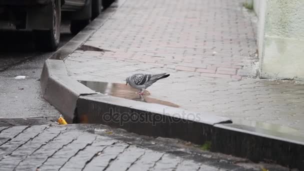 Голуби шукають їжу під дощем на вулиці — стокове відео