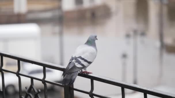 Pigeons à la recherche de nourriture sous la pluie dans la rue — Video