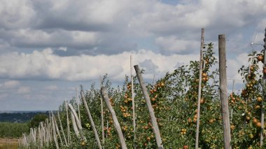 Orchard sarı elma ile elma ağaçlarının