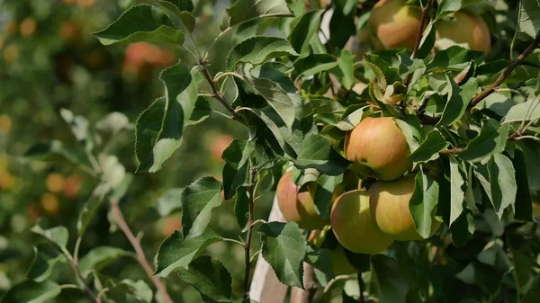 Μηλιές με κίτρινα μήλα στο περιβόλι — Φωτογραφία Αρχείου