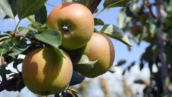 Μηλιές με κίτρινα μήλα στο περιβόλι — Φωτογραφία Αρχείου