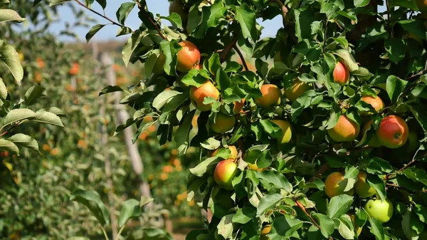 Μηλιές με κίτρινα μήλα στο περιβόλι — Φωτογραφία Αρχείου