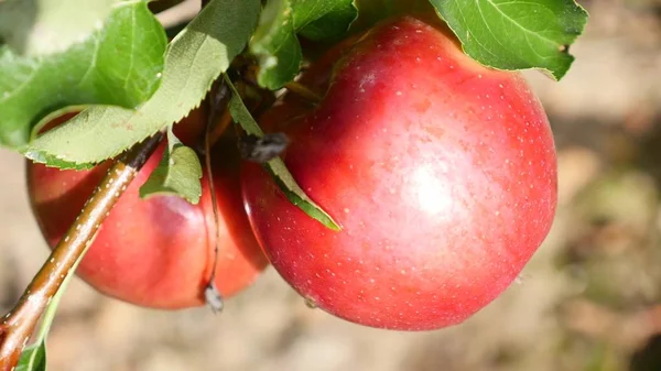 Βαθύ κόκκινο μήλο σε δέντρο, κοντινό πλάνο — Φωτογραφία Αρχείου