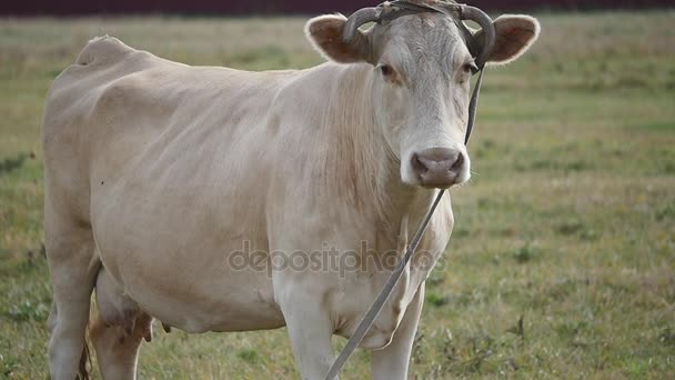 Cow in a meadow — Stock Video