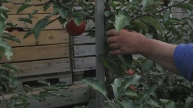 Bir elma ağacı üzerinden Kırmızı elma kapalı bir kadının el gözyaşları