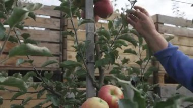 Bir elma ağacı üzerinden Kırmızı elma kapalı bir kadının el gözyaşları