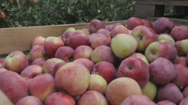 ahşap kutu sandık orchard ağaç sokakta sonbahar çiftlik çiftlik hasat elma