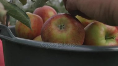 Bir elma ağacı üzerinden Kırmızı elma kapalı bir kadının el gözyaşları