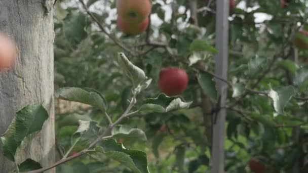 Manzanos con manzanas rojas — Vídeos de Stock