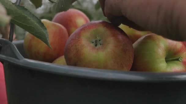 Una mano de mujer arranca una manzana roja de un manzano — Vídeos de Stock