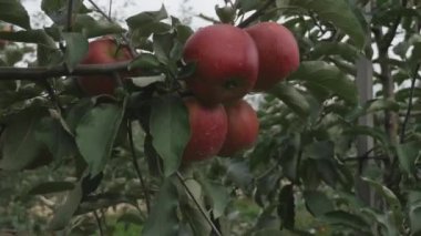 Bir elma ağacı üzerinden Kırmızı elma kapalı bir kadının el gözyaşları