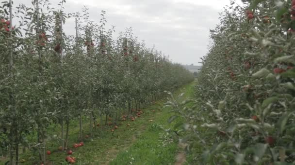 Elma ağaçları Bahçe havadan görünümü — Stok video