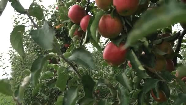 Яблони с красными яблоками — стоковое видео