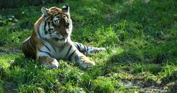 Спящий тигр на зеленой траве — стоковое видео