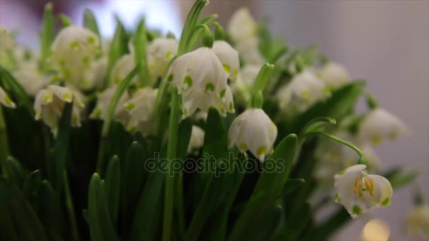 Vårblommor snowdrop — Stockvideo